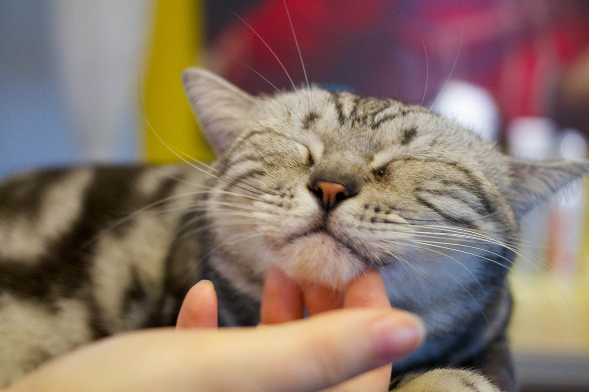 Cat Cafe by LWYang on Flickr / Creative Commons