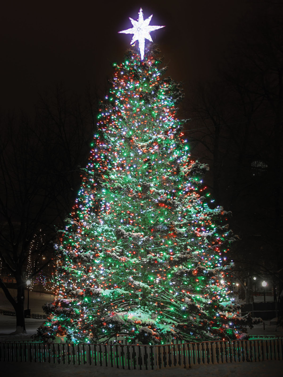 boston common christmas tree