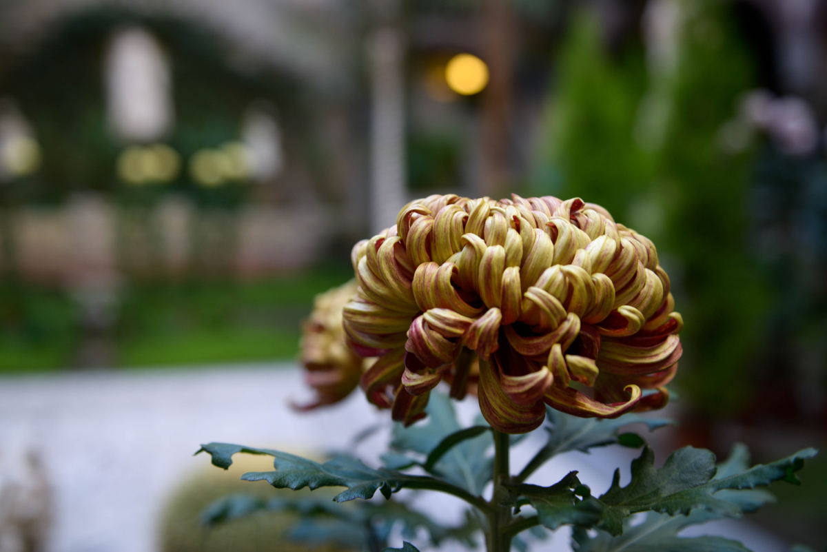 isabella stewart gardner museum horticulture 7 chrysanthemums