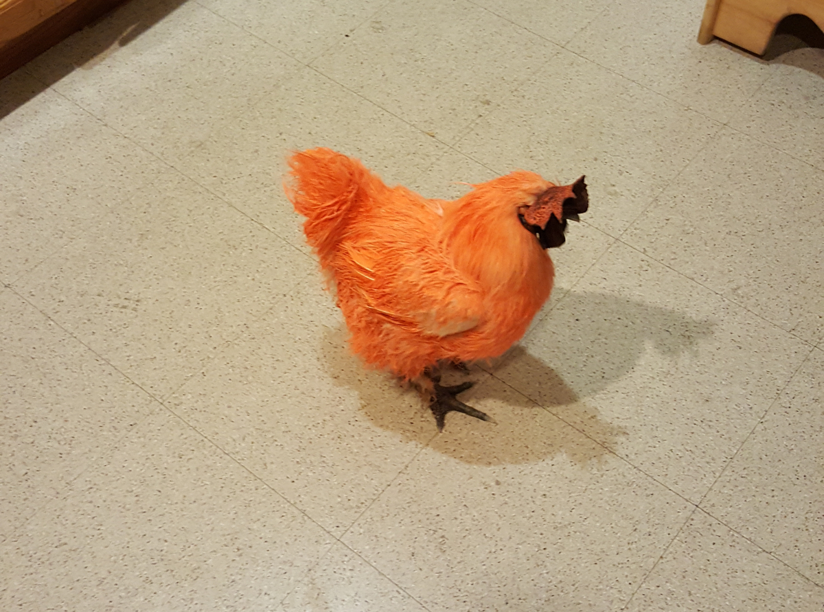 orange rooster 1