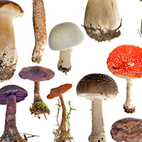 Mushrooms Can Provide as Much Vitamin D as Supplements, Researchers Say ...