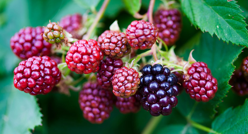 Nine Ways To Cook With Berries - Boston Magazine