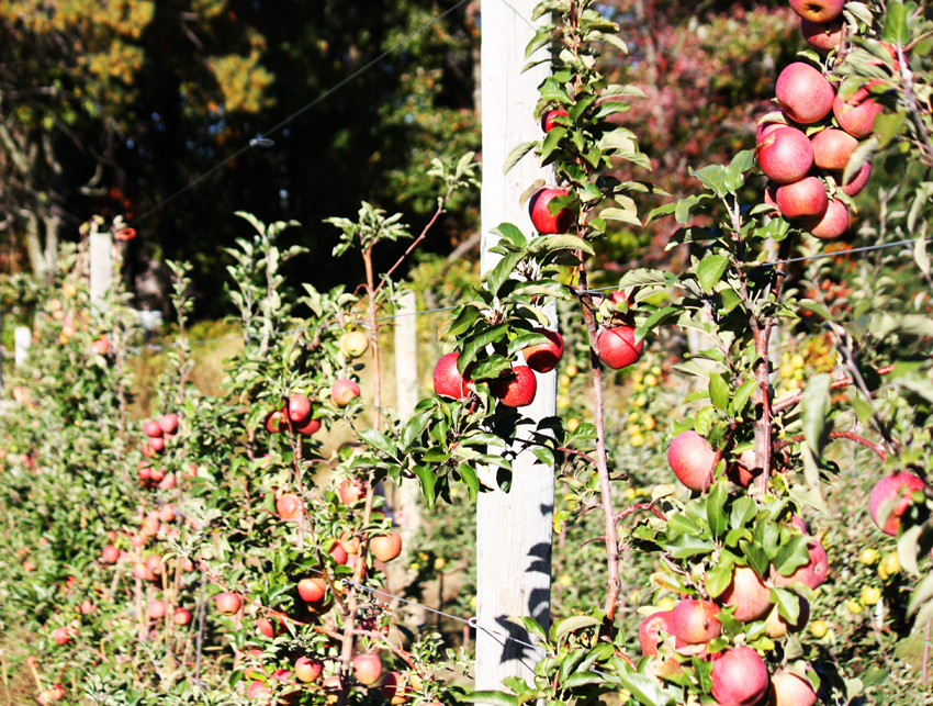 Mela-picking farm orchard boston