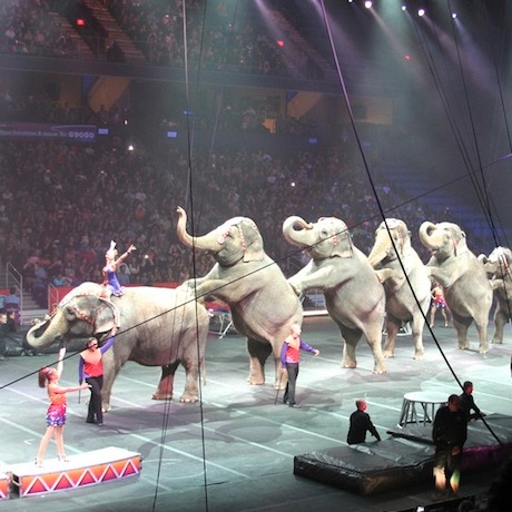 Protests Planned Outside Ringling Bros. Show at TD Garden