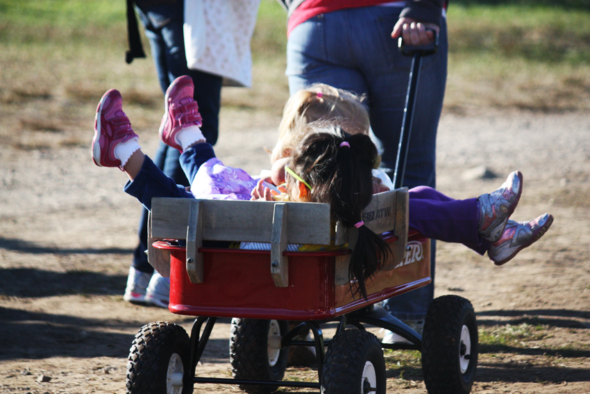 Apfelpflücken auf der Farm Orchard Boston