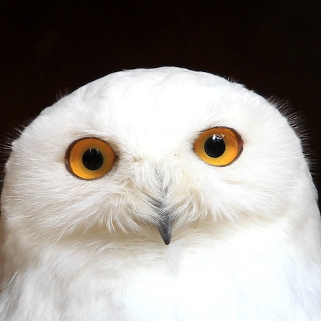 Snowy Owls Keep Flying Into Logan Airport