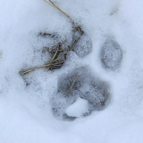 Winchester Resident Reports Seeing a Mountain Lion