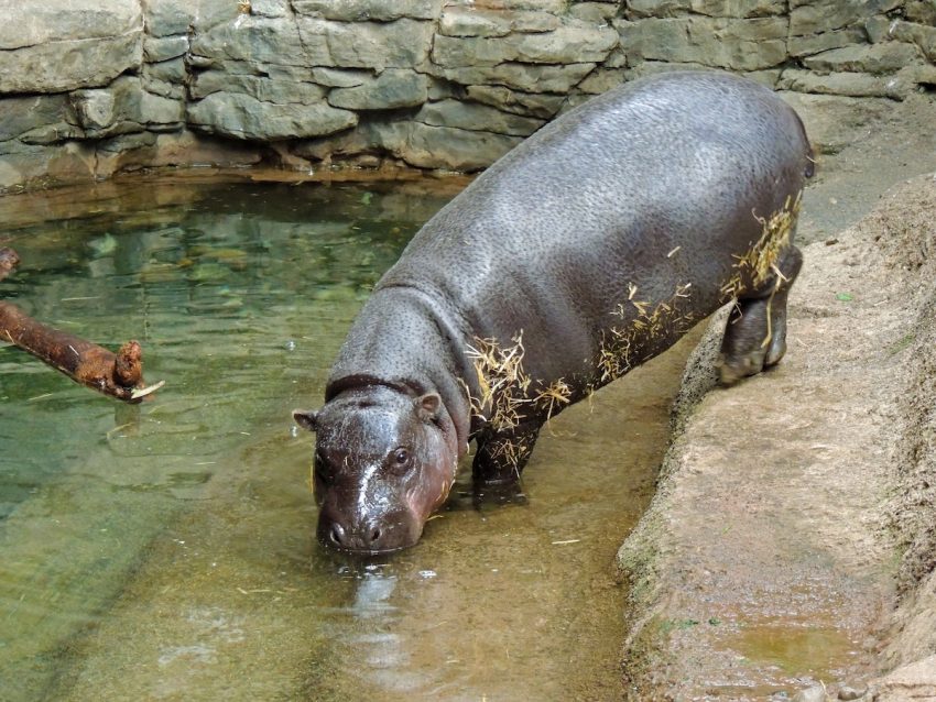 Zoo Wants Pygmy Hippos to Make a Love Connection