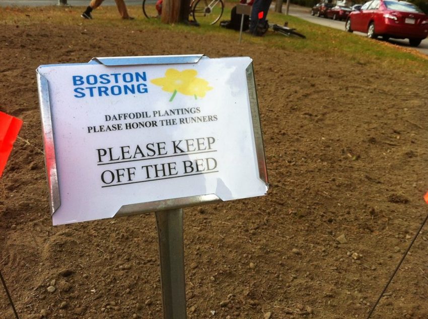 There's Still Hope for the Boston Marathon Daffodils