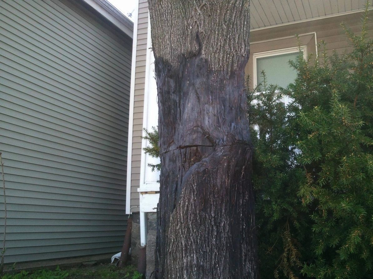 He’s Back ‘The Brighton Tree Ninja is Escalating’ Boston Magazine