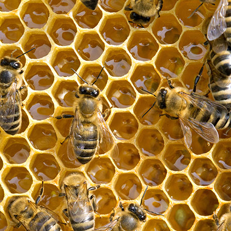 Insecticide Harms Bee Colonies During Winter, Study Says