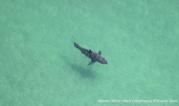 Great White Spotted Off Nauset Beach on Cape Cod