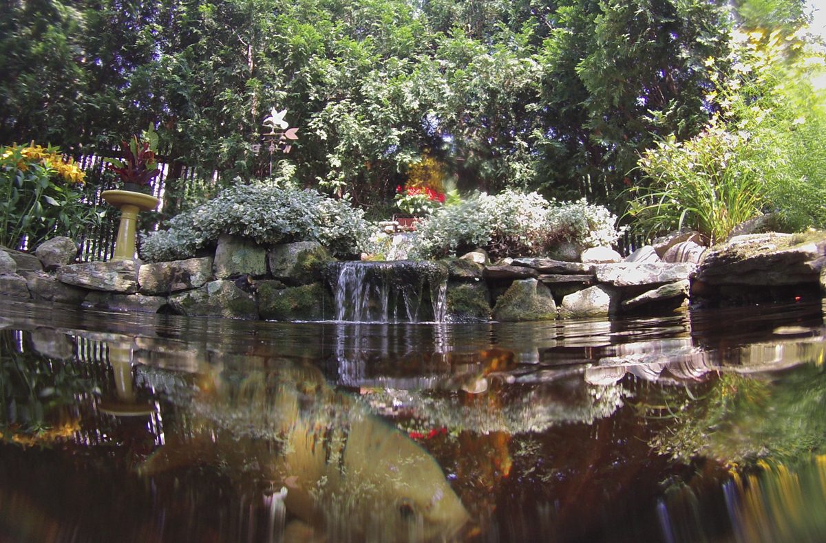 Backyard koi fish pond