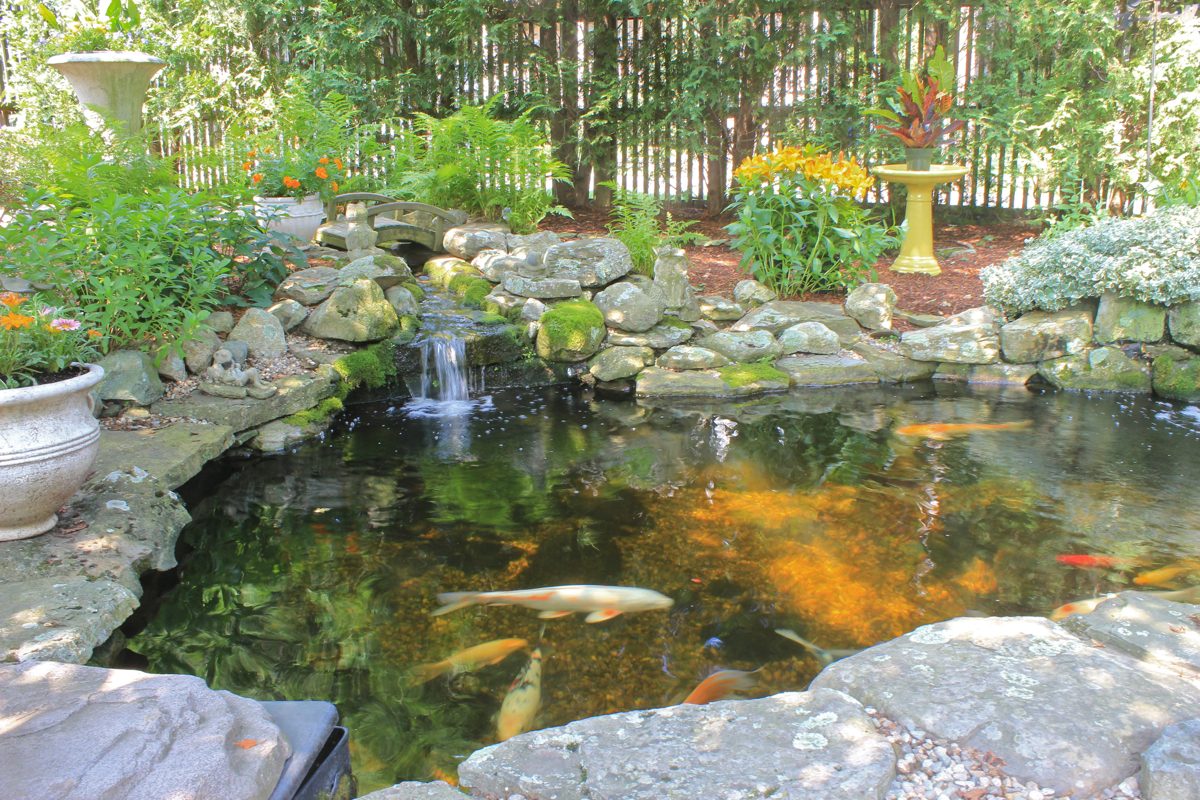 Koi Pond - Garden in Newport Beach