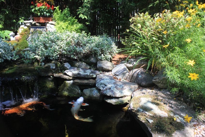 Backyard Koi Ponds and Water Gardens are a Growing Trend