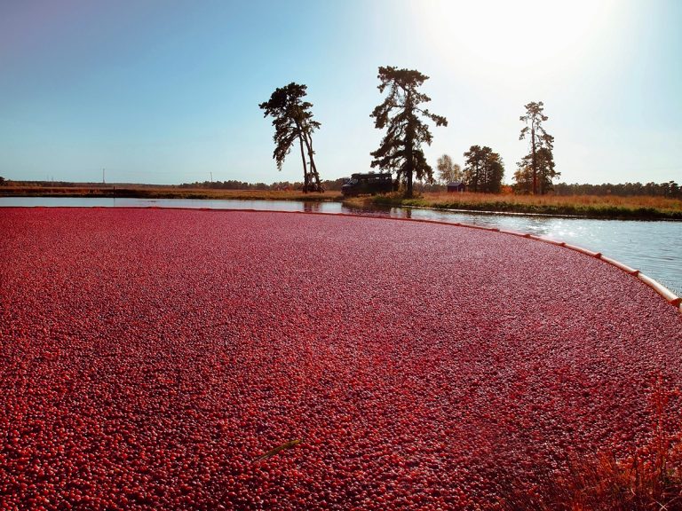 Map Five Cranberry Bogs You Can Tour in Massachusetts