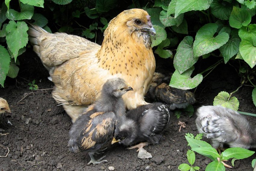 Backyard Chickens Are A Thing