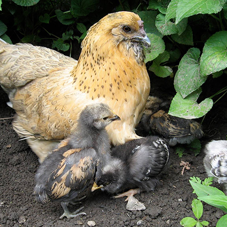 Backyard Chickens Are A Thing