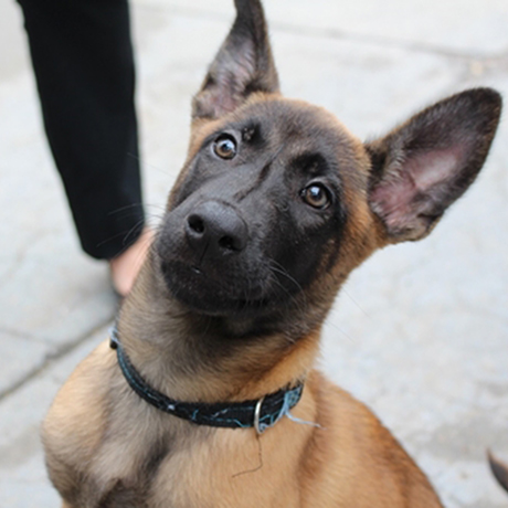 Name the Boston Police Department's Cute New Puppy