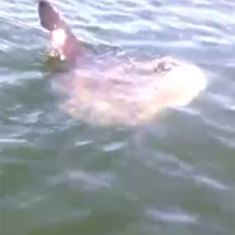 Boston Bros Lose Their Minds During Encounter with Sunfish