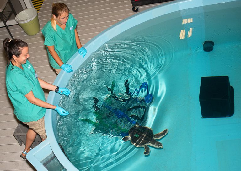 How the New England Aquarium Averted a Sea Turtle Apocalypse