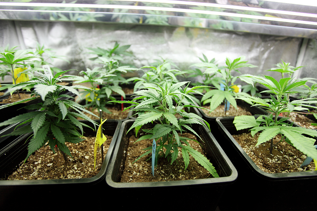 Marijuana crop growing indoors via Shutterstock