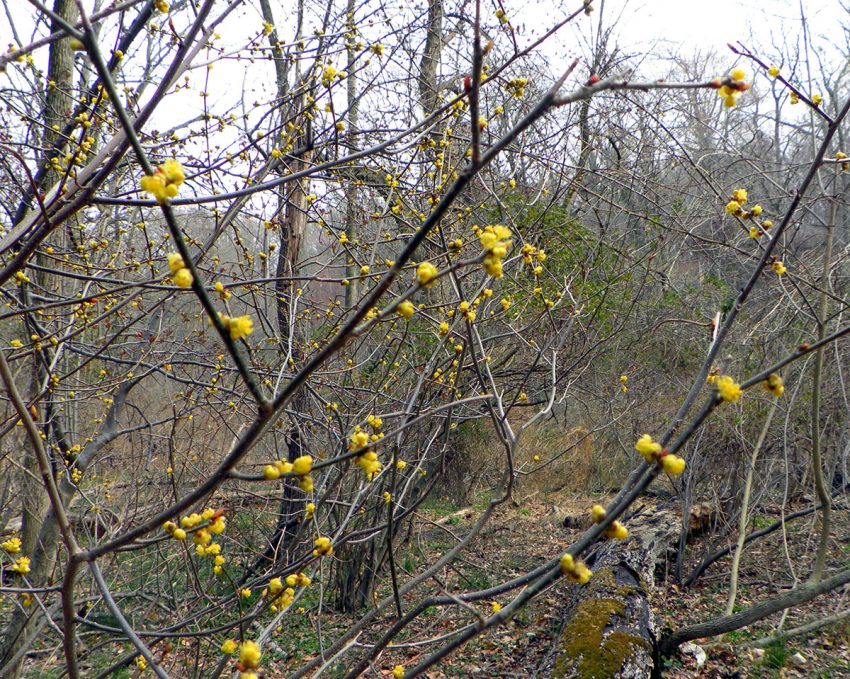 A Guide to Winter Foraging in New England