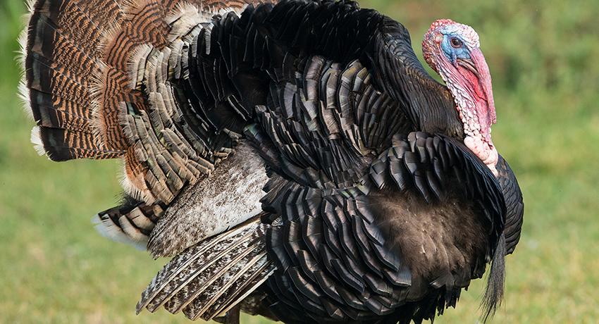 Turkeys’ Reign of Terror Continues in Foxborough