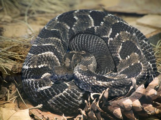 Putting Rattlesnakes In The Quabbin Reservoir