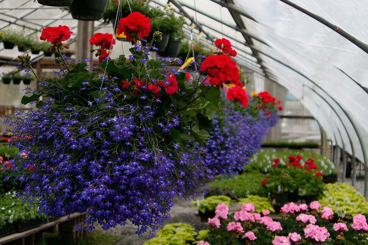 Five Nurseries Near Boston to Buy Your Plants