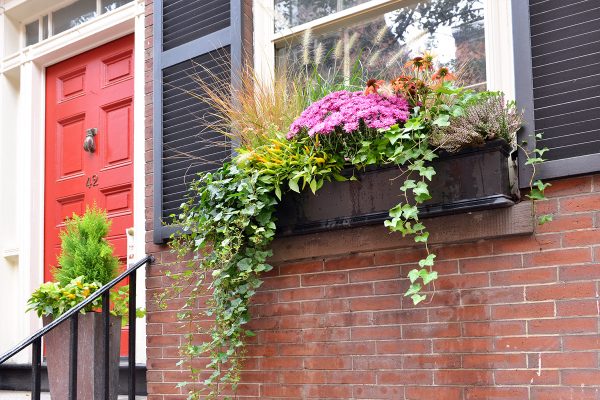 The Art of the Window Box: A Few Tips and Tricks