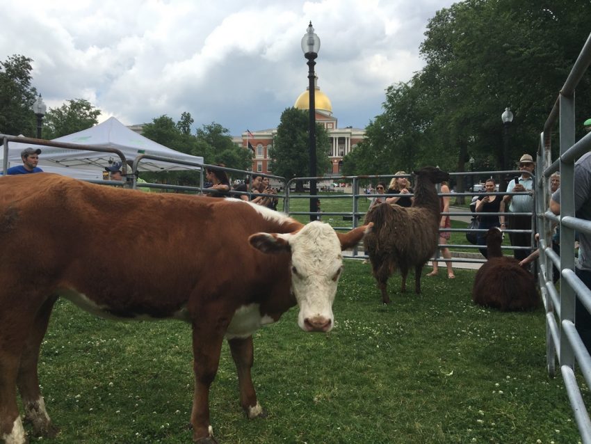 Hey, There's a Cow on the Boston Common