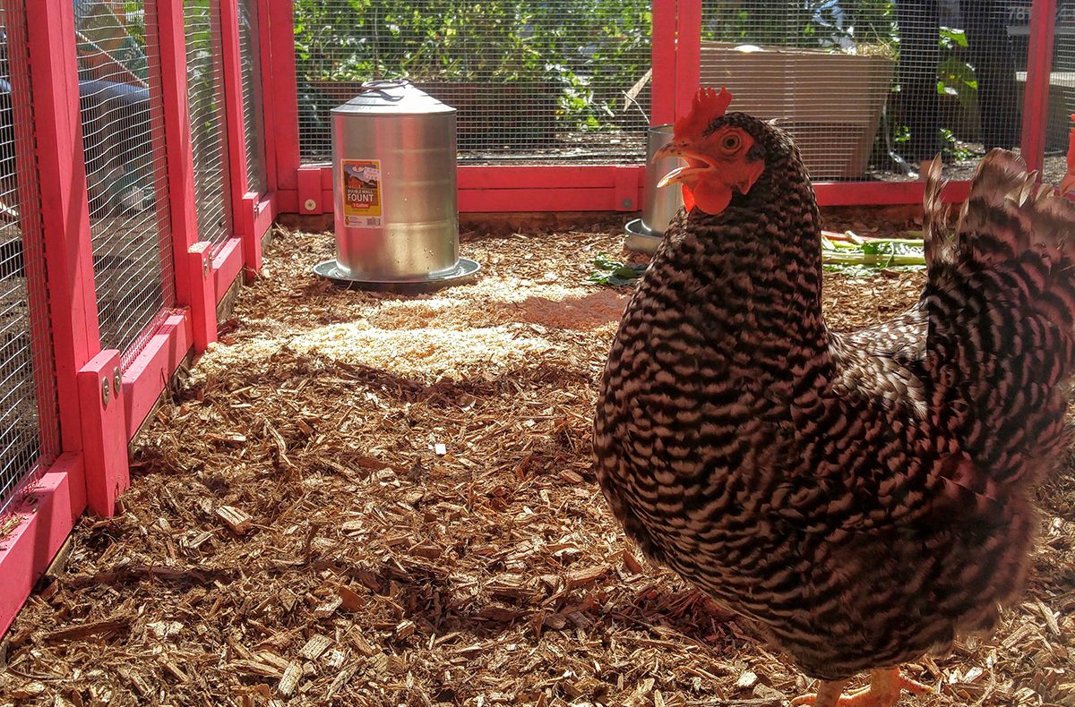 Hens isabelle  Chickens, Hens, Chicken coop