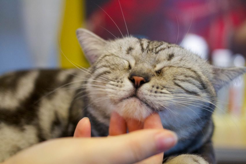 Boston's Purr Cat Cafe Hasn't Opened Yet