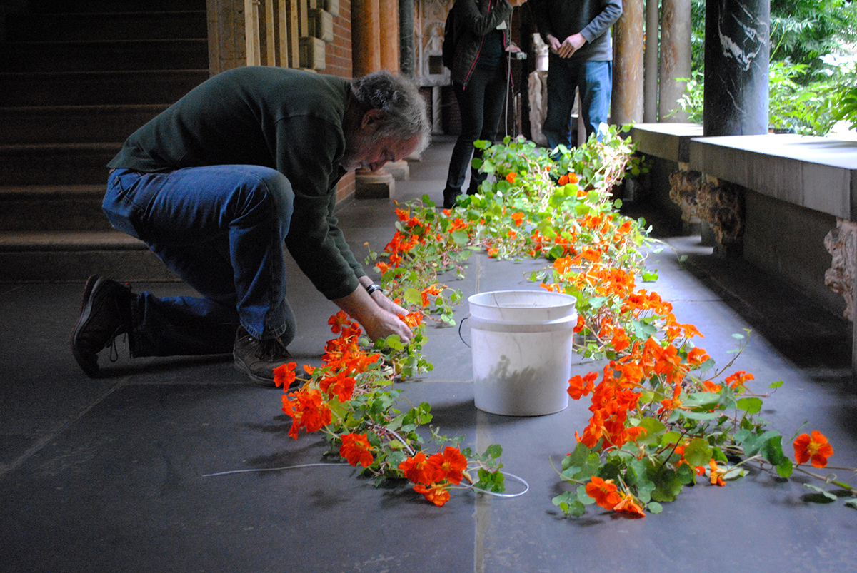 nasturtiums gardner museum