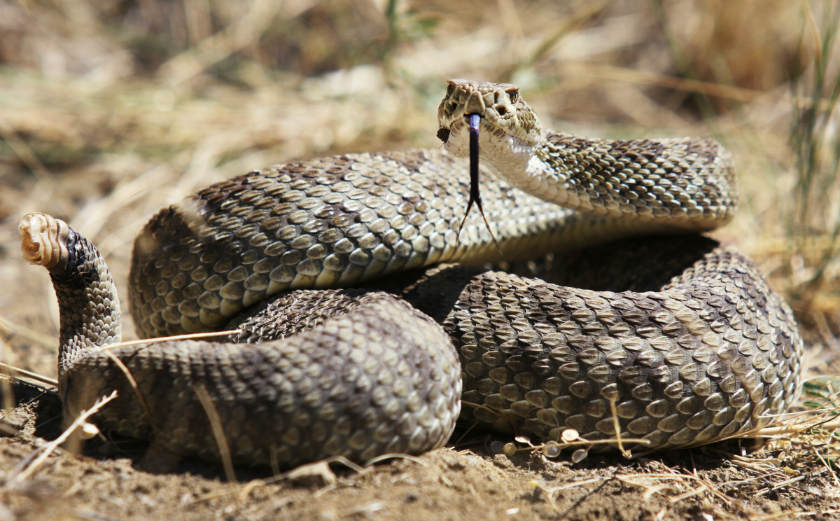 Photo via iStock.com/HRossD