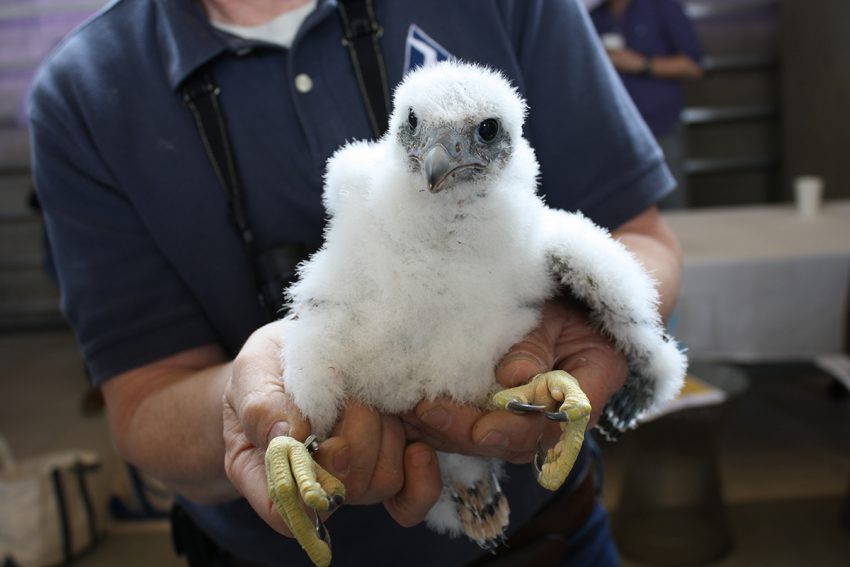 Really Cute Baby Falcons Live on a Boston Skyscraper