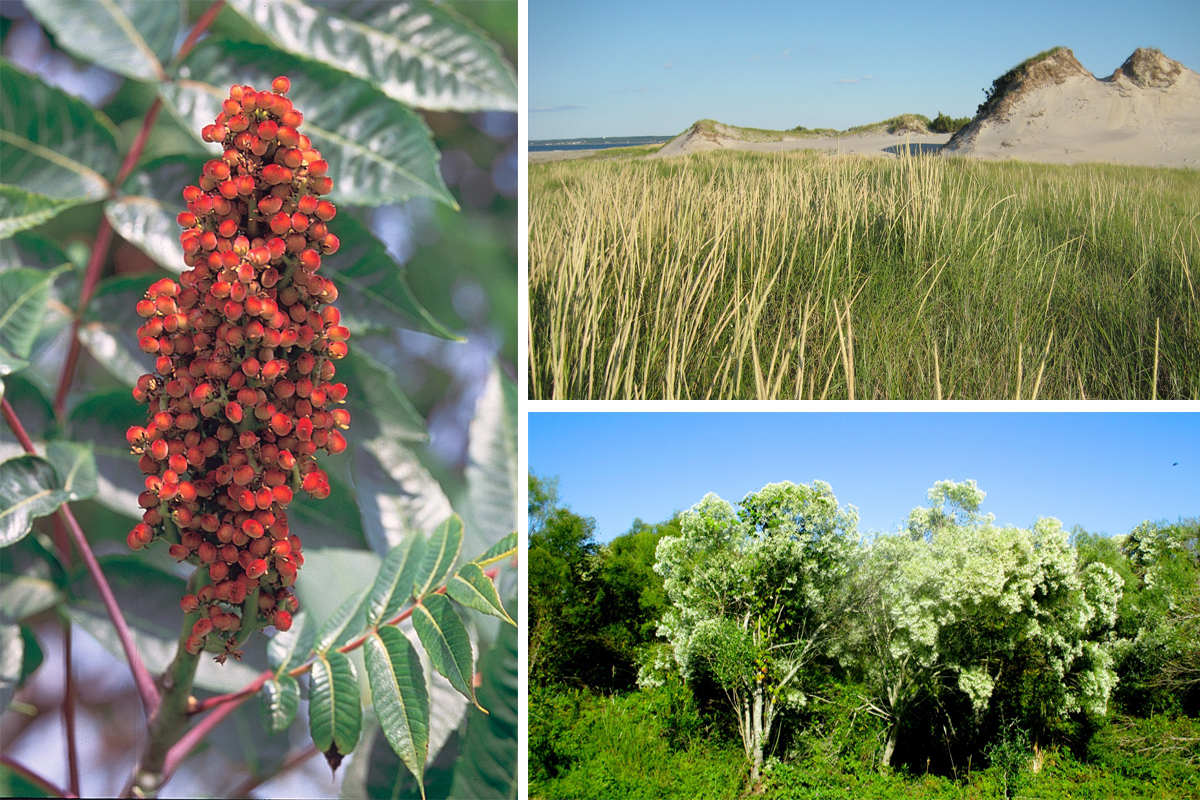 From left to right: Sumac photo via Wikimedia/Creative Commons, Crane Beach little bluestem photo via Flickr/Creative Commons, Groundsel bush photo via Flickr/Creative Commons