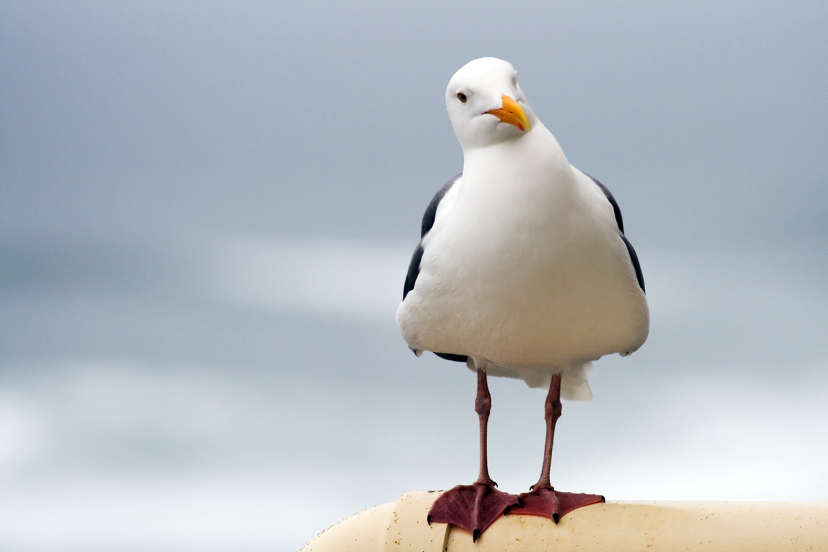 cuddly seagull