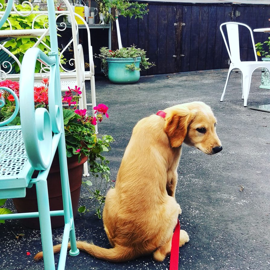 The 20 Best DogFriendly Restaurant Patios in Boston