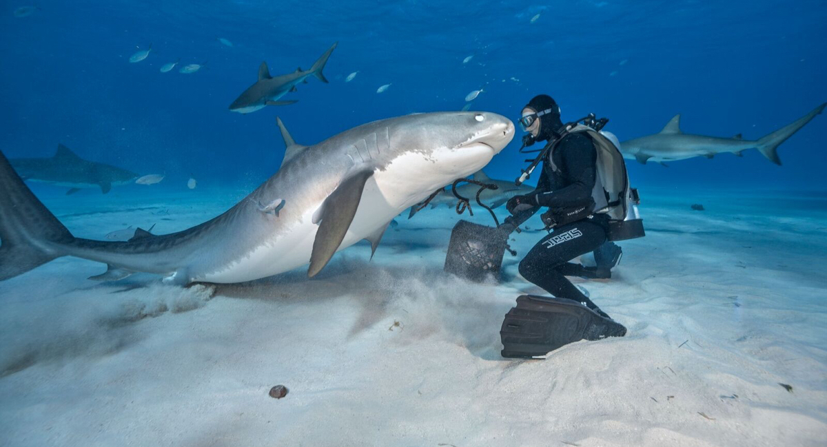 Brian Skerry, Shark Photographer, Wants Us to Stop Ruining the Ocean