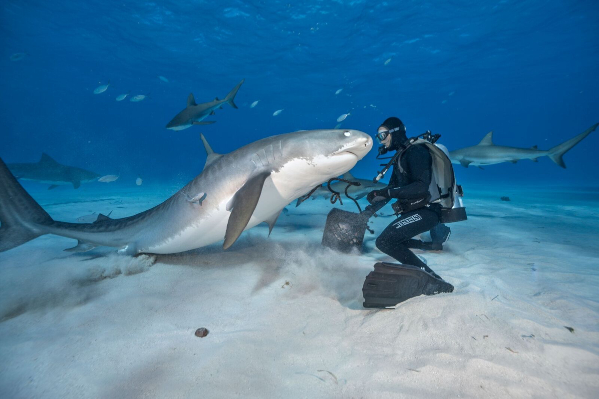 Shark Photographer Brian Skerry