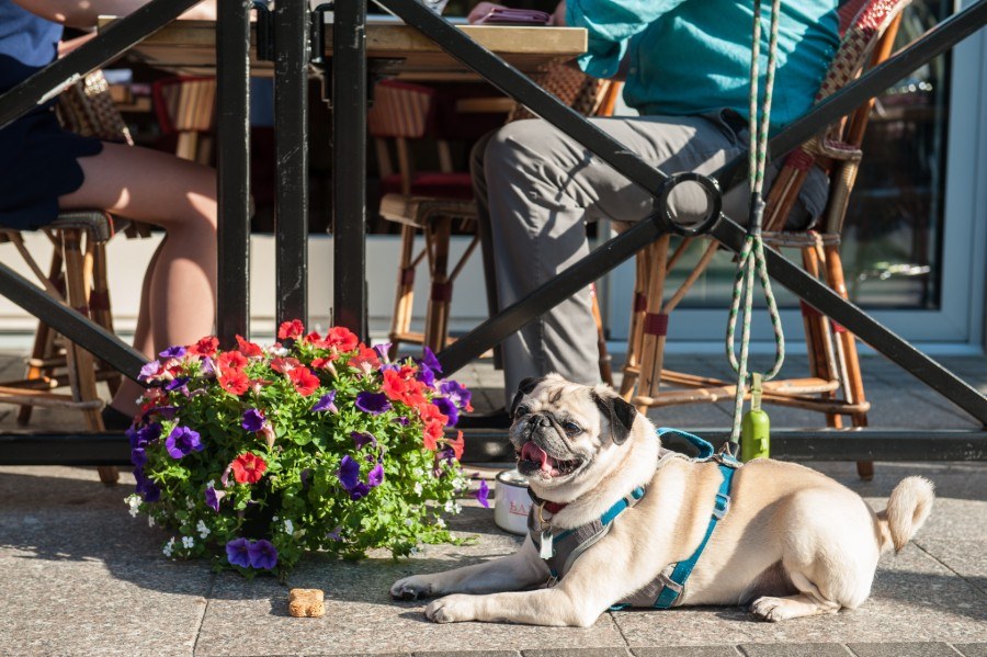 A pug sits on the terrace at Bar Boulud Boston