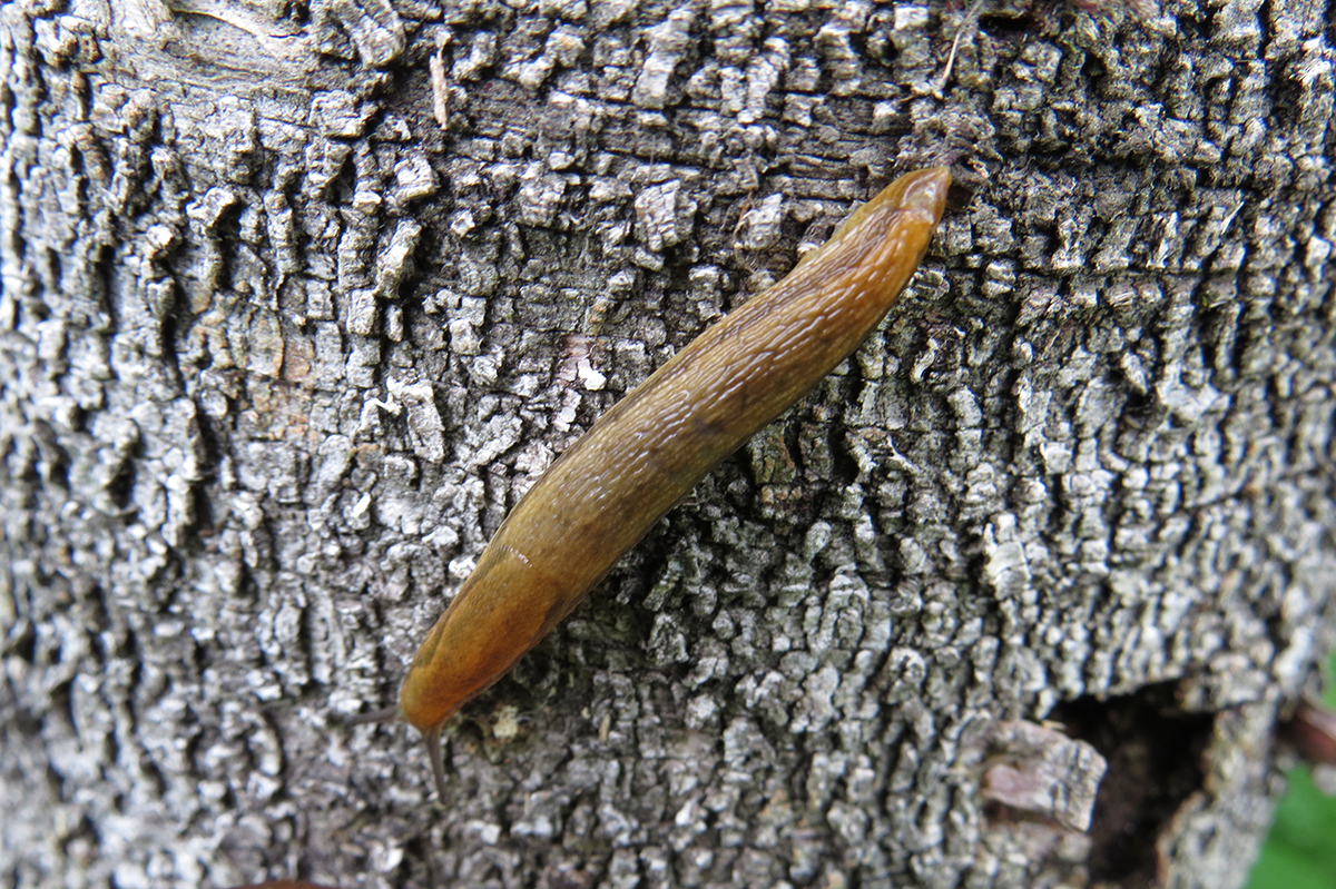 Slug