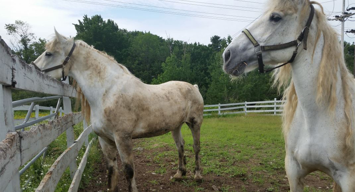 Ten Giant Horses Are Up For Adoption at MSPCA Nevins Farm