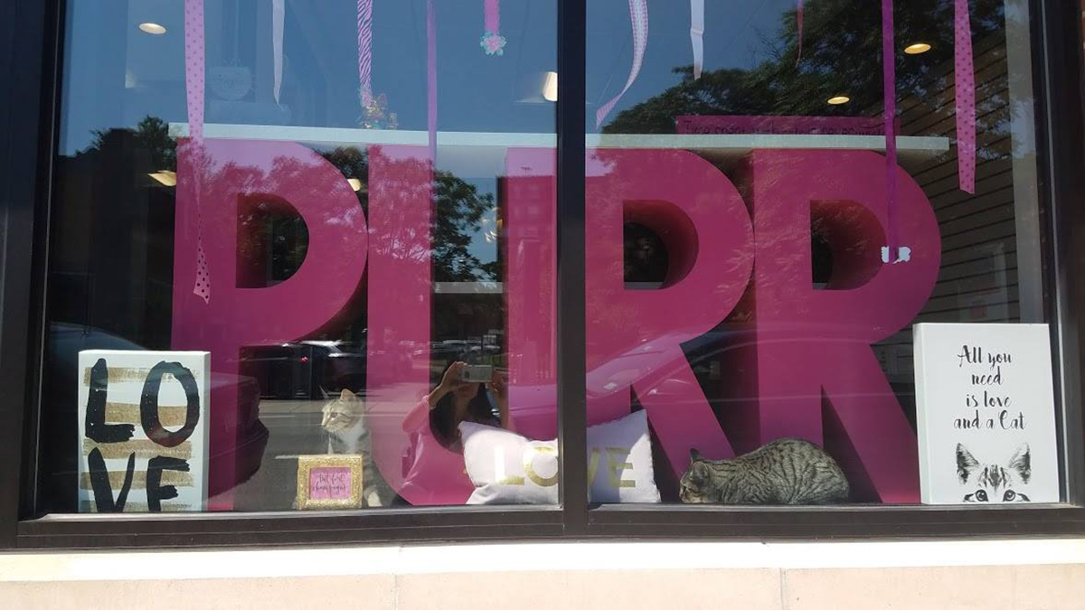 Purr Cat Cafe is almost ready to open in Brighton
