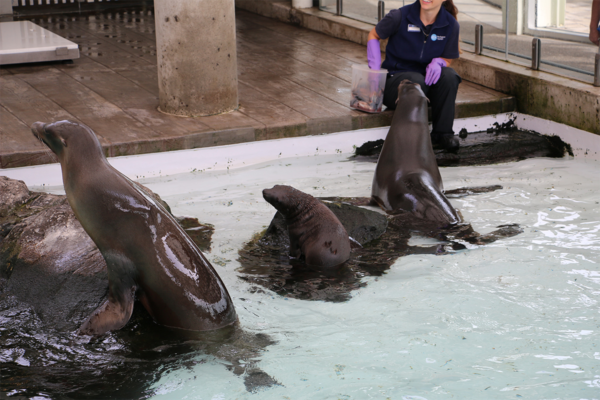 ron sea lions