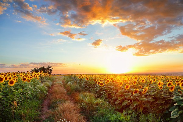 Five Sunflower Fields to Visit in New England