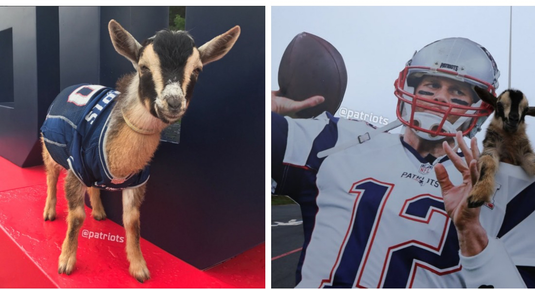 Tom Brady's Birthday Goats Help Celebrate the GOAT's 40 Years