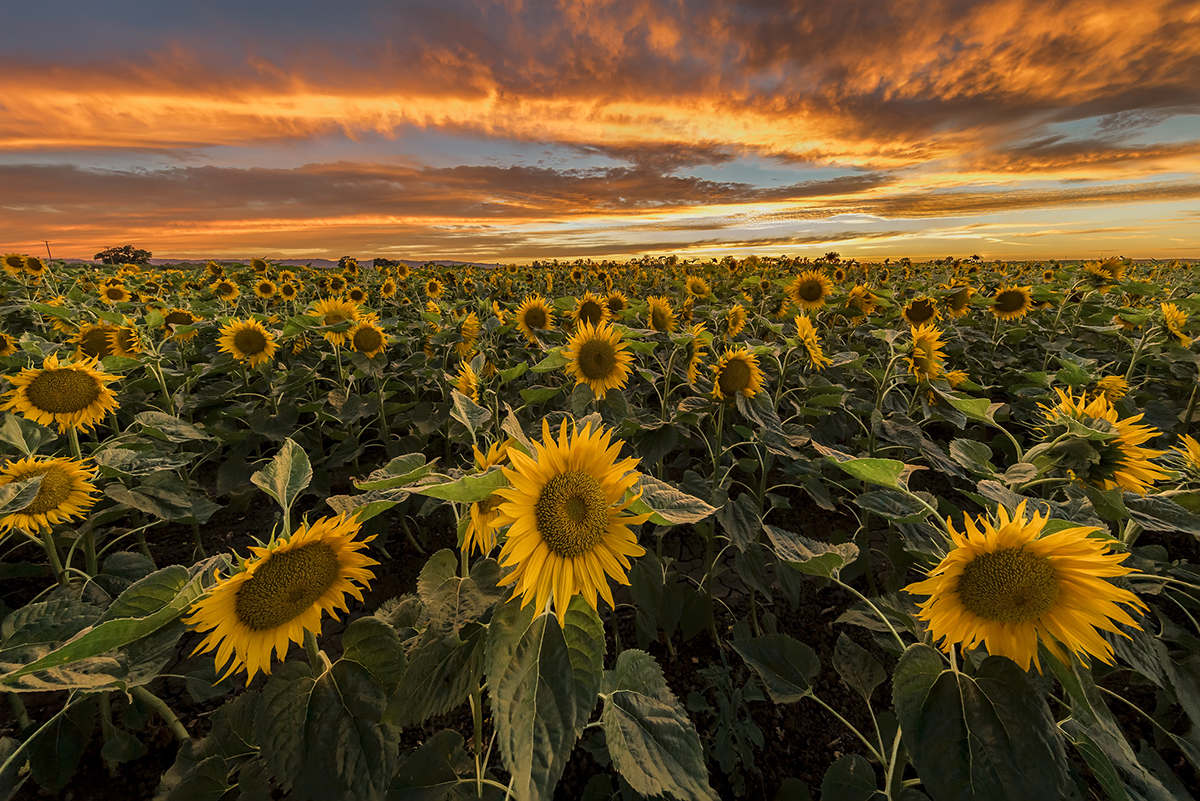 Five Sunflower Fields to Visit in New England